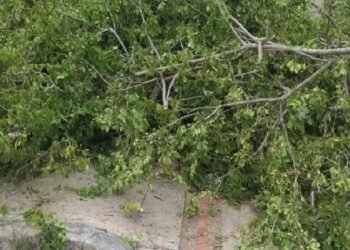Árbol cayó sobre dos viviendas en el barrio Libertador de Ibagué