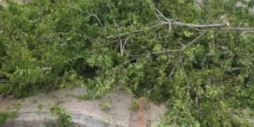 Árbol cayó sobre dos viviendas en el barrio Libertador de Ibagué