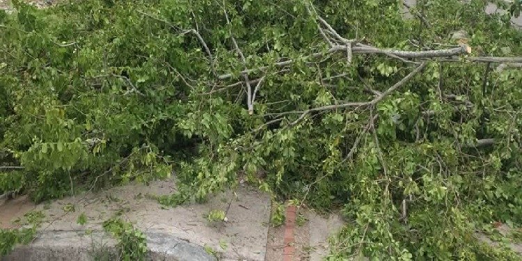 Árbol cayó sobre dos viviendas en el barrio Libertador de Ibagué