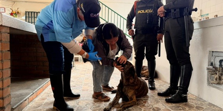 Durante operativo en la Plaza de La 21, 40 ‘peluditos’ fueron valorados por el CAPA